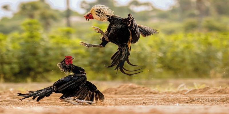 Hệ thống cược đa dạng