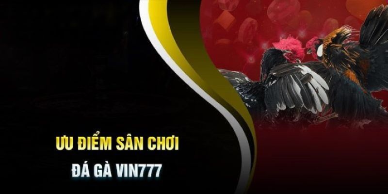 Đá gà Vin777 có link trực tiếp